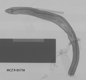 Media type: image;   Herpetology R-85758